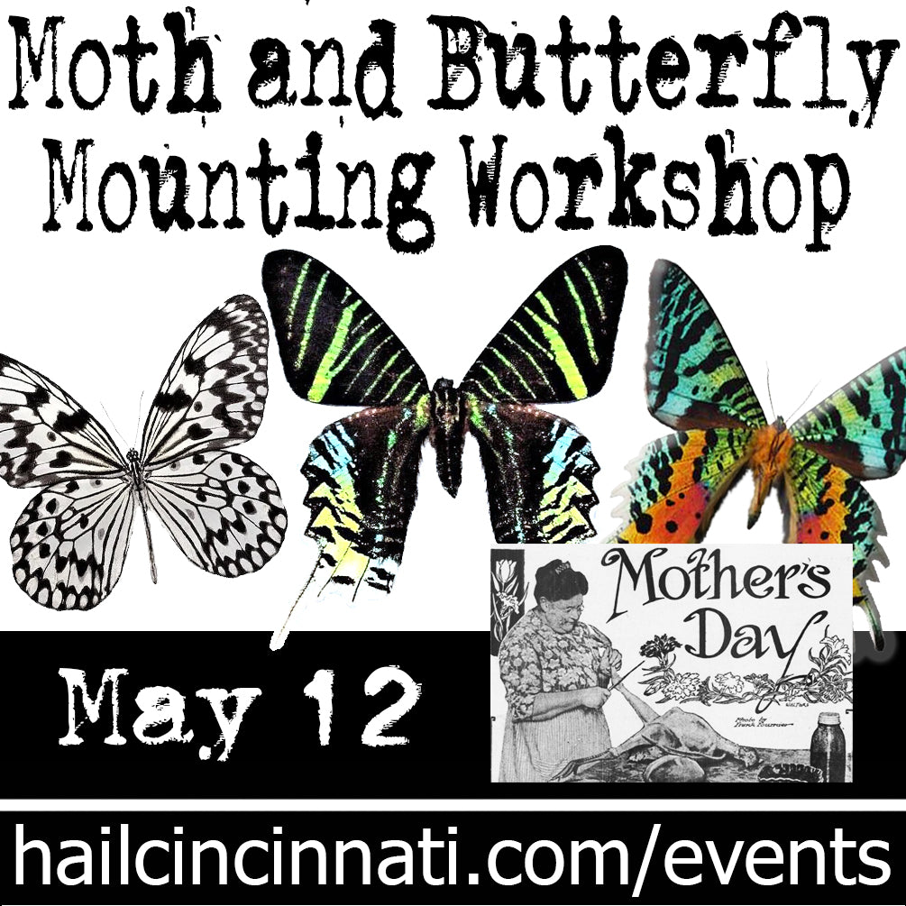 Butterfly Mounting Workshop 05/12/24