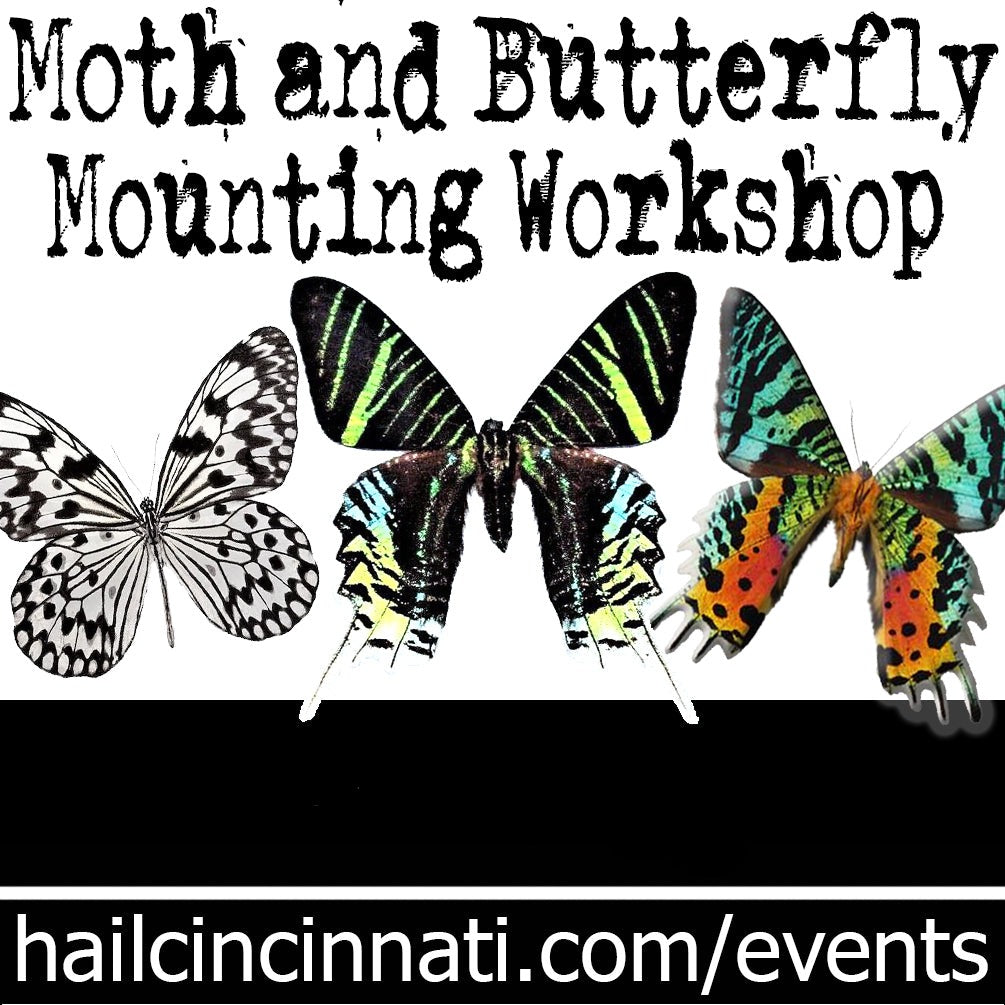 Butterfly Mounting Workshop 06/08/24