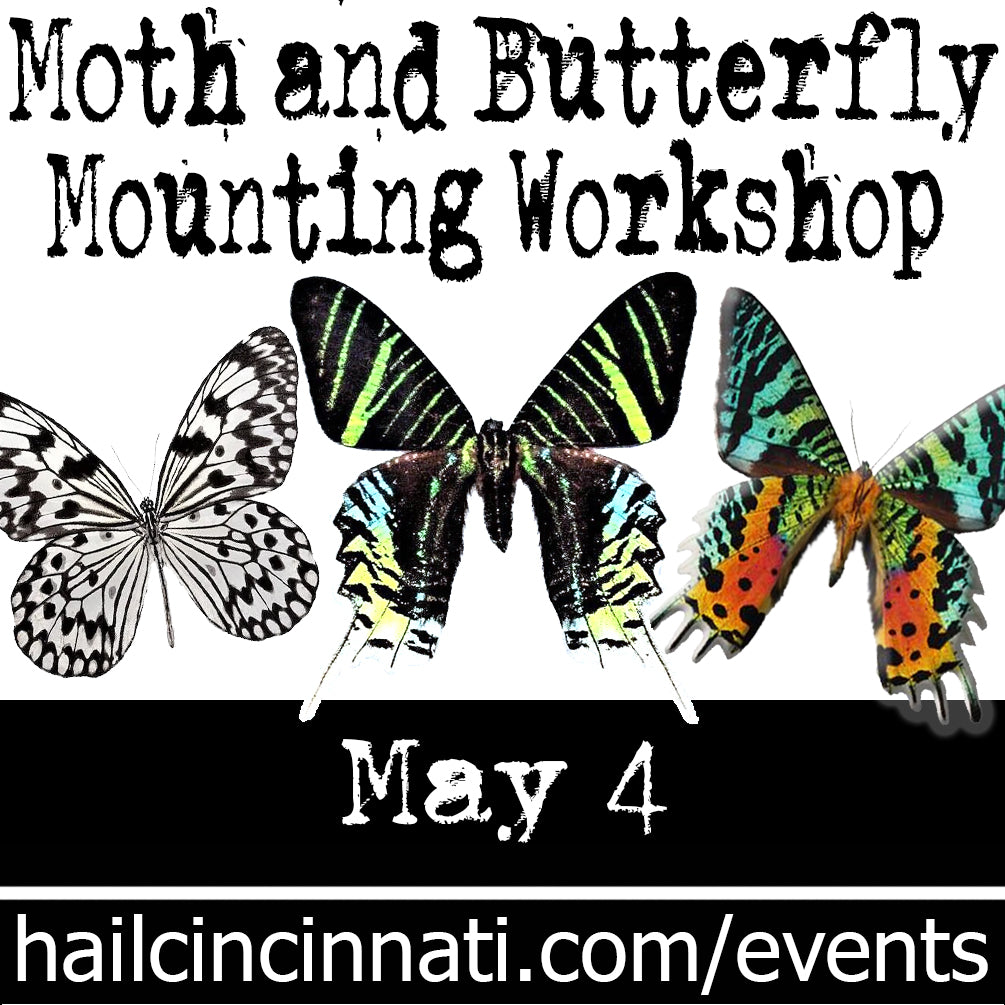 Butterfly Mounting Workshop 05/04/24