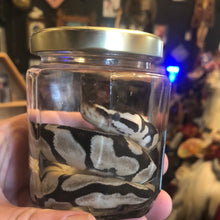 Load image into Gallery viewer, SNAKEY PYTHON WET SPECIMEN
