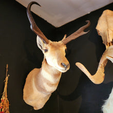 Load image into Gallery viewer, Newman the Pronghorn Antelope