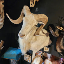 Load image into Gallery viewer, Toddy the White Ram