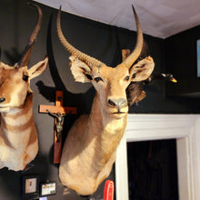 Load image into Gallery viewer, Wesley the Water Buck