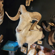 Load image into Gallery viewer, Toddy the White Ram