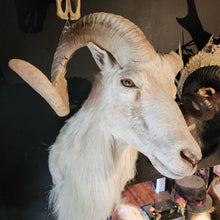 Load image into Gallery viewer, Toddy the White Ram