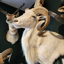 Load image into Gallery viewer, Toddy the White Ram
