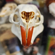 Load image into Gallery viewer, Beaver Skull
