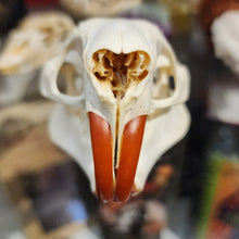 Load image into Gallery viewer, Beaver Skull
