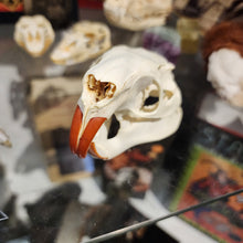 Load image into Gallery viewer, Beaver Skull