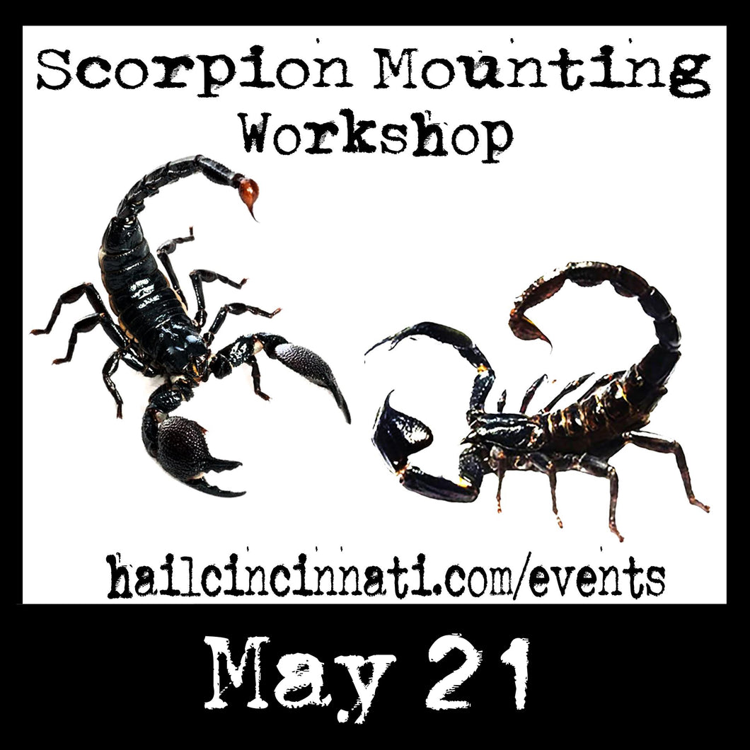 Scorpion Mounting Workshop 05/21/24