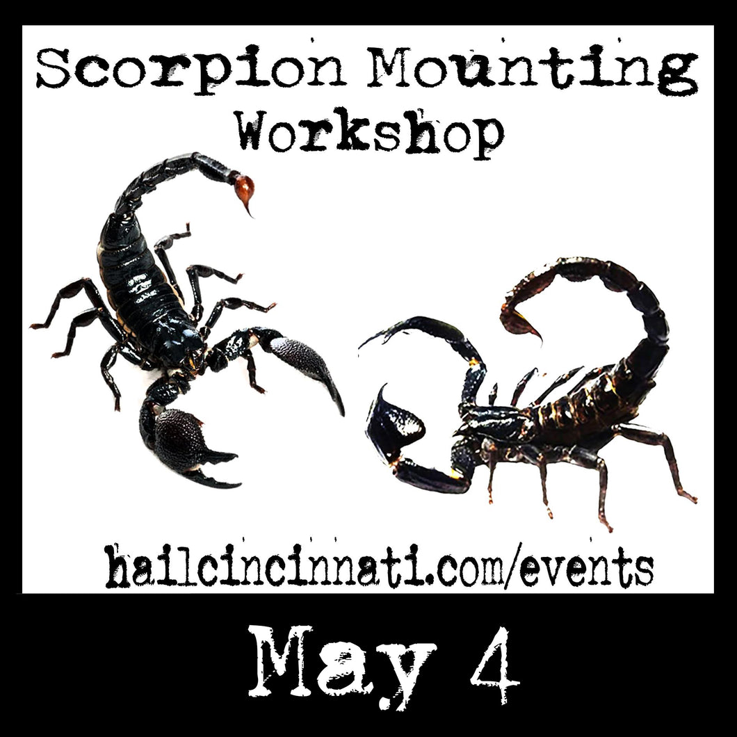 Scorpion Mounting Workshop 05/04/24