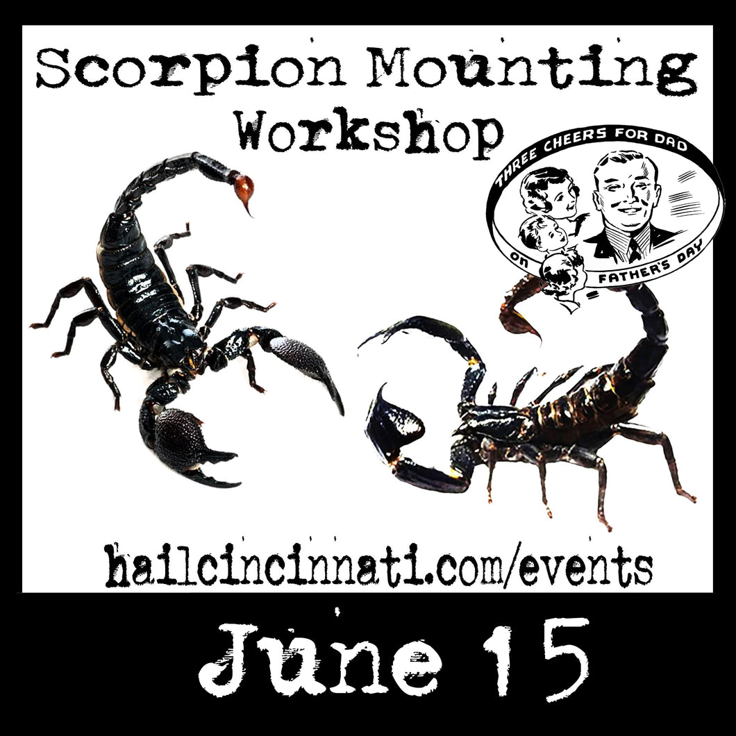 Scorpion Mounting Workshop 06/15/24