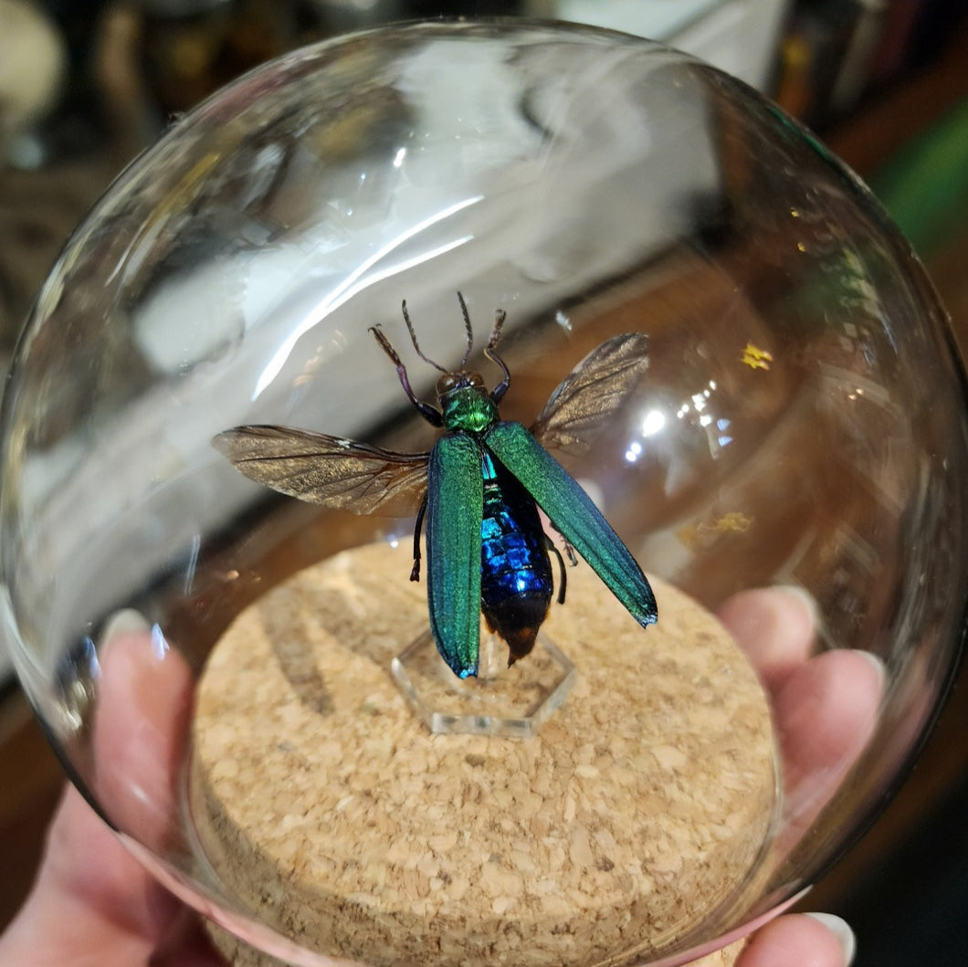 Jewel Beetle Globe