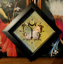 Load image into Gallery viewer, Forest Mother-Of-Pearl Butterfly