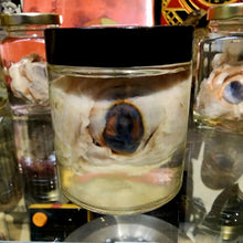 Load image into Gallery viewer, Cow Eye Wet Specimen
