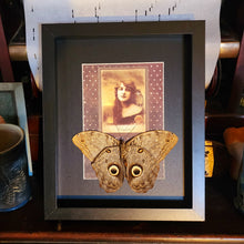 Load image into Gallery viewer, Owl Butterfly Oracle Card

