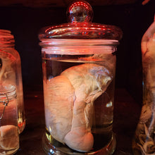 Load image into Gallery viewer, Pig Ball Testicle Wet Specimen
