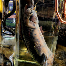 Load image into Gallery viewer, Salamander Wet Specimen
