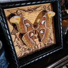 Load image into Gallery viewer, Attacus atlas Moth
