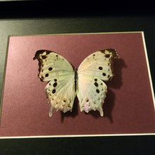 Load image into Gallery viewer, Forest Mother-Of-Pearl Butterfly
