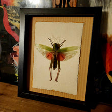 Load image into Gallery viewer, Giant Grasshopper - The Chondracris Rosea!