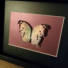 Load image into Gallery viewer, Forest Mother-Of-Pearl Butterfly