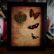 Load image into Gallery viewer, Draco Flying Lizard & Butterfly Friends