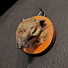 Load image into Gallery viewer, Squirrel Head Mount