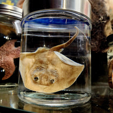 Load image into Gallery viewer, Stingray Wet Specimen
