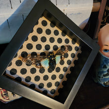 Load image into Gallery viewer, Blue Cicada - Tosena splendida