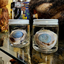 Load image into Gallery viewer, Cow Eye Wet Specimen
