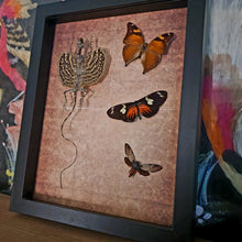 Load image into Gallery viewer, Draco Flying Lizard & Butterfly Friends