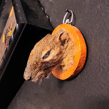 Load image into Gallery viewer, Squirrel Head Mount