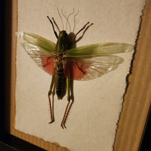 Load image into Gallery viewer, Giant Grasshopper - The Chondracris Rosea!