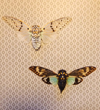 Load image into Gallery viewer, Ghost & Turquoise Cicada Buddies