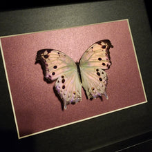 Load image into Gallery viewer, Forest Mother-Of-Pearl Butterfly