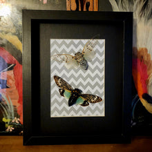 Load image into Gallery viewer, Ghost & Turquoise Cicada Buddies