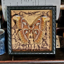 Load image into Gallery viewer, Attacus atlas Moth
