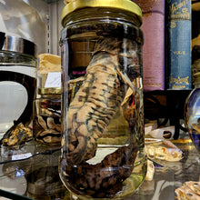 Load image into Gallery viewer, Salamander Wet Specimen

