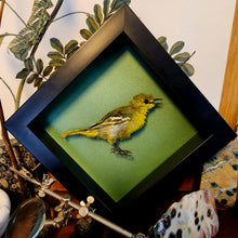 Load image into Gallery viewer, Aegithina tiphia - Common Iora