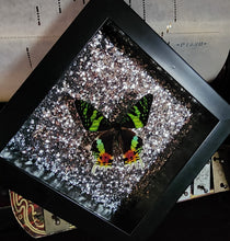 Load image into Gallery viewer, Sunset Moth - Glitters