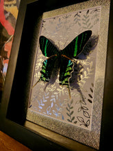 Load image into Gallery viewer, Banded Urania Moth