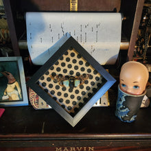 Load image into Gallery viewer, Blue Cicada - Tosena splendida