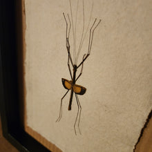 Load image into Gallery viewer, Javanese Lichen Stick Insect
