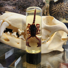 Load image into Gallery viewer, Scorpion Baby Wet Specimen
