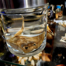 Load image into Gallery viewer, Stingray Wet Specimen
