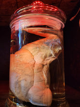 Load image into Gallery viewer, Pig Ball Testicle Wet Specimen
