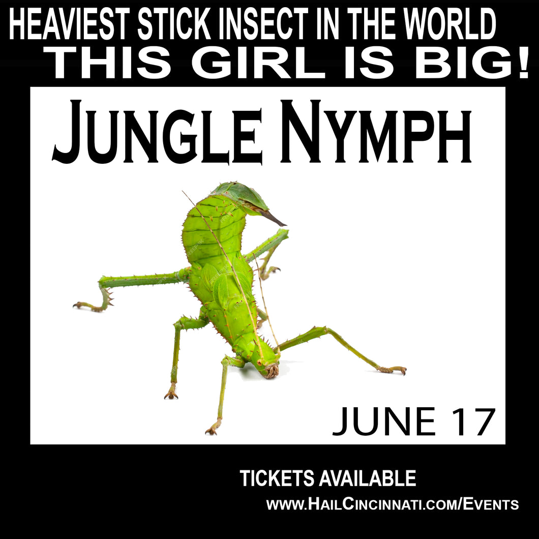 Jungle Nymph Mounting Workshop 06/17/24