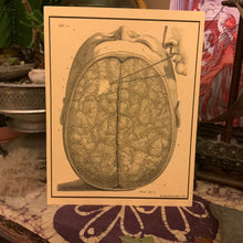 Load image into Gallery viewer, *Frederik Ruysch Collection I - 5 for $20