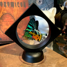 Load image into Gallery viewer, Sunset Moth Butterfly in Floating Mini Frame